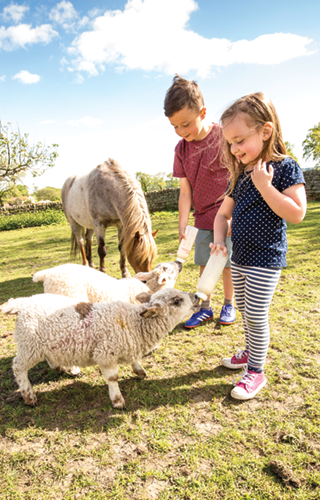 Feeding lambs at Woodhouse Farm Holiday Park